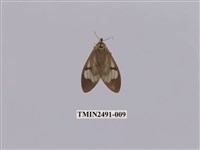 藏品(閃光玻燈蛾)的圖片